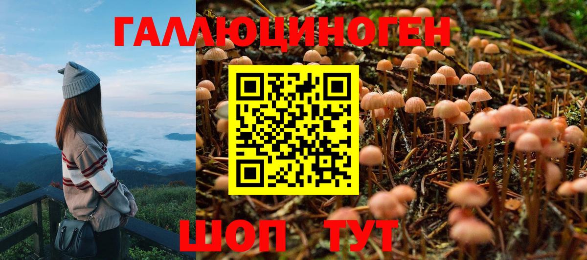 Псилоцибиновые грибы Cubensis  Вход с VPN  Зеленогорск  Галлюциногенные грибы Cubensis 